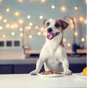 Picture for category Dog Food
